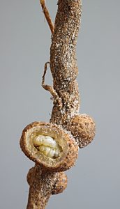 Ethonion corpulentum, PL2539I, larva, in Dillwynia glaberrima root gall (dissected), SE, 14.2 × 2.2 mm